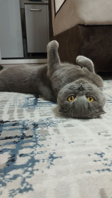 Scottish fold mushuk
