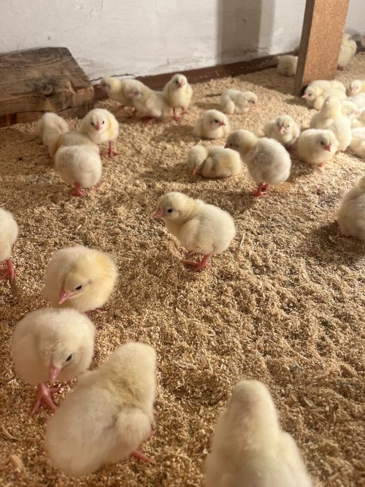 Секс порно мулаттар және үлкен әтештер