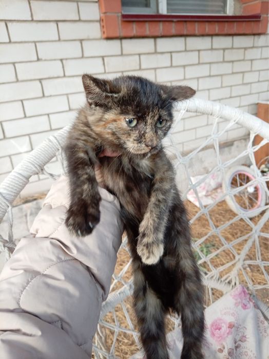 Отдам котят в хорошие руки