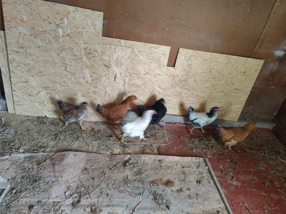 Продам срочно курей