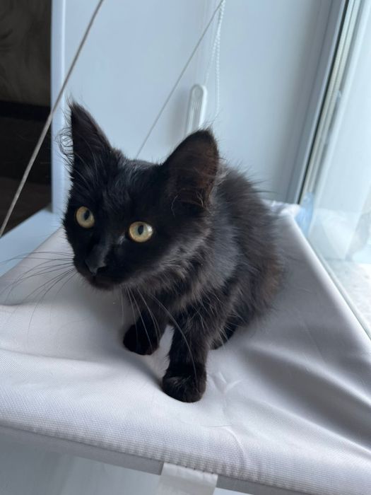Отдаем котенка в добрые руки