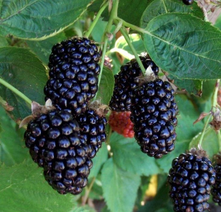 Куст чёрной ежемалины