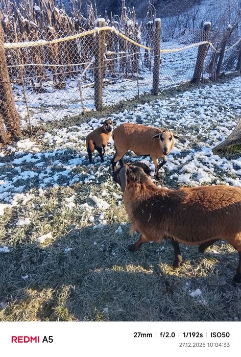 Oi camerun de vânzare sau schimb