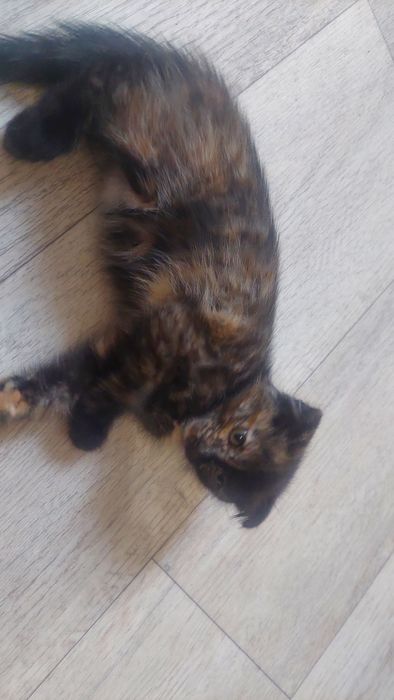 отдам котят бесплатно