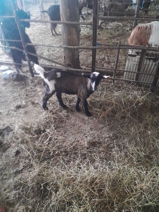 Vând tap ciut genetic
