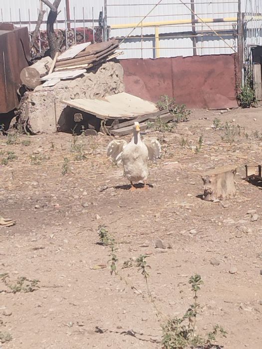 Кайырбек Бекмурзаев