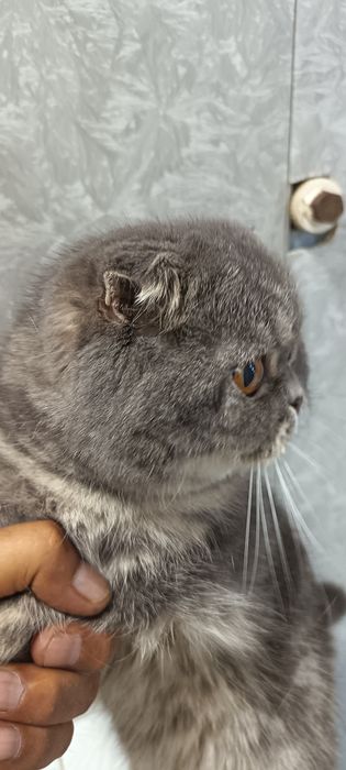 Продам кошку висаухи