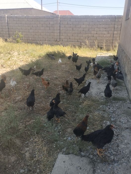 Жағдай жақсы уй тауықтары