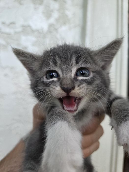 Котята отдаются даром Mushukchalar bepulga