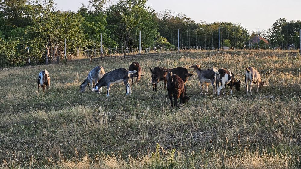 Capre tinere si iezi de vanzare
