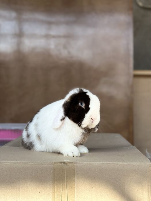 Minilop Splint – Juftlashtirish Xizmati