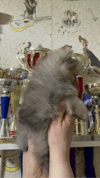 Щенки шпица