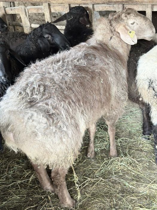 Кой кошкар сатылады