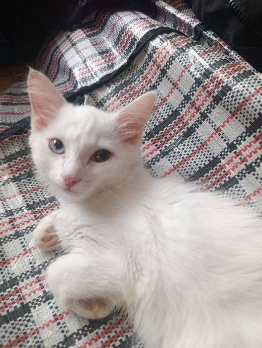 Отдаю котят в добрые руки!