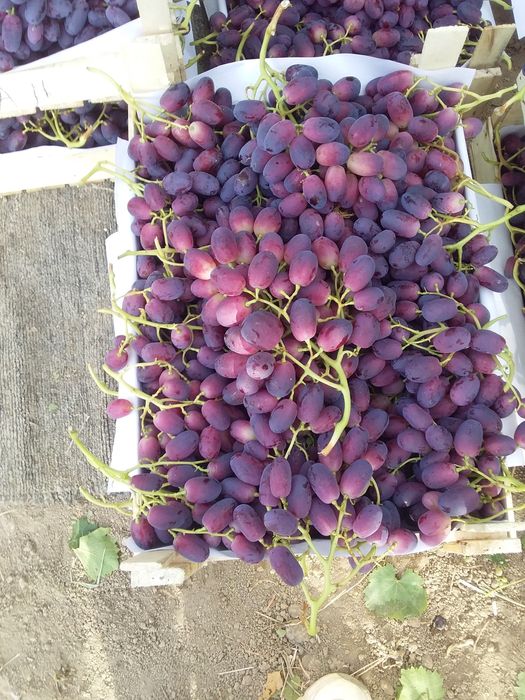 Uzum qalamcha ko‘chatlari