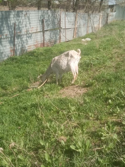 Ешкі сүті кою 2 лағымен