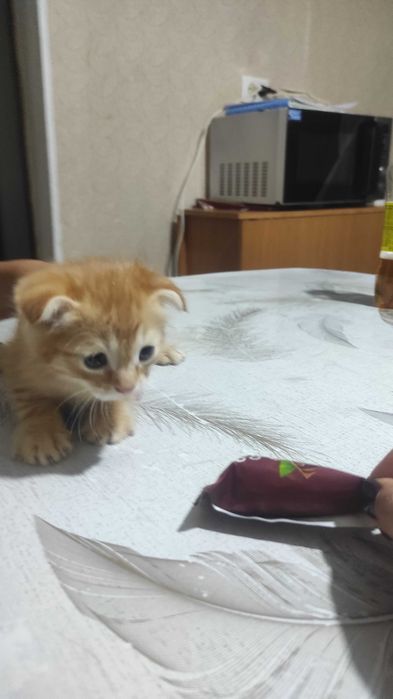 Продам маленьких котят