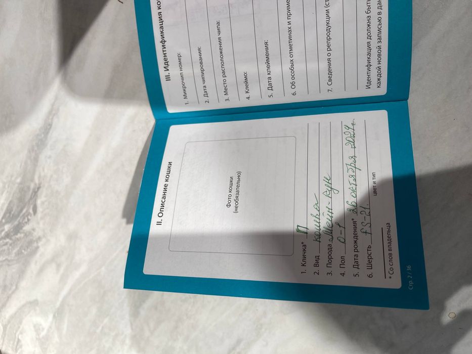 Мейн-кун девочка продается