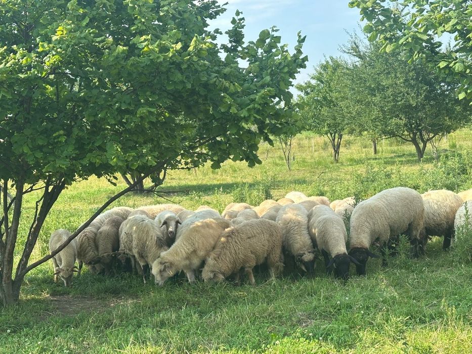 Vând oi și miei !