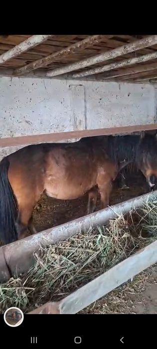 Буаз биелер сатылымда