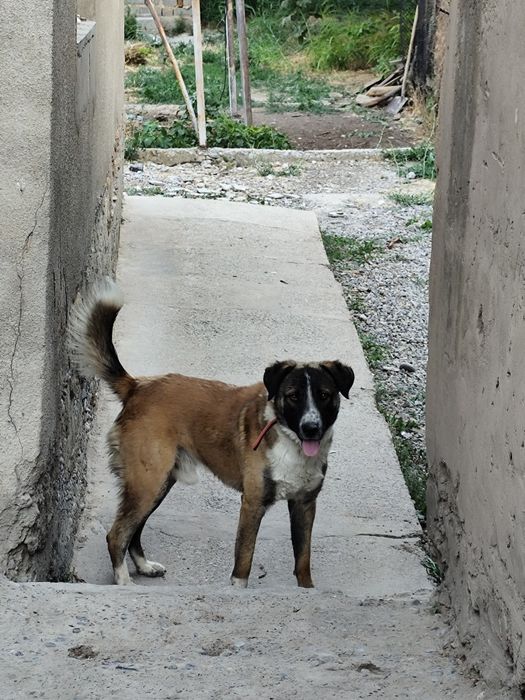 Отдам даром собаку