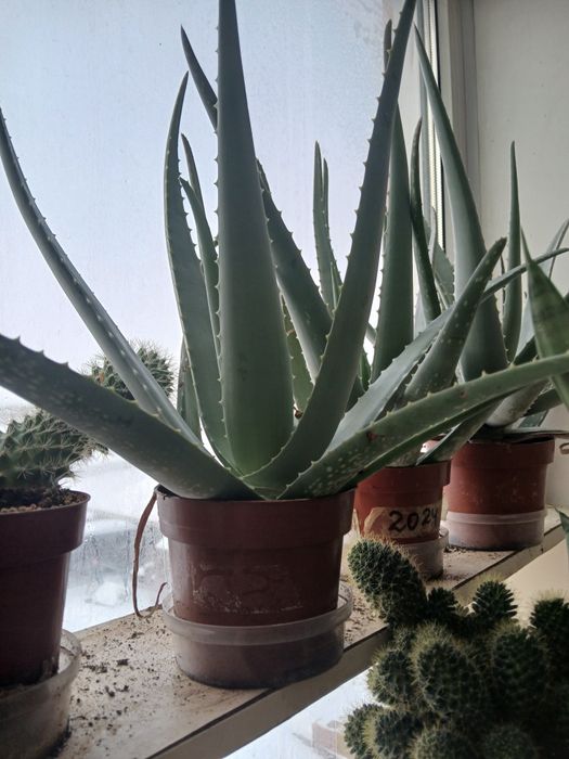 Продам Алоэ Вера