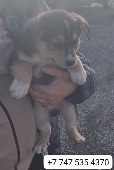 Щенки милые куклята в добрые руки