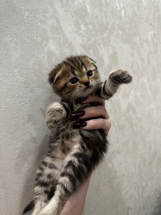 Шотландские котята