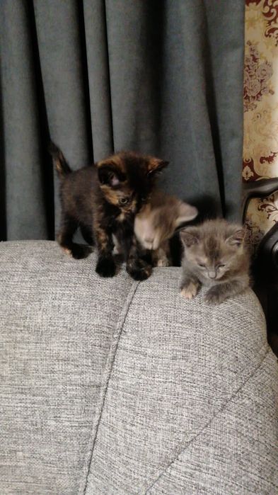 Отдам котят в добрые руки