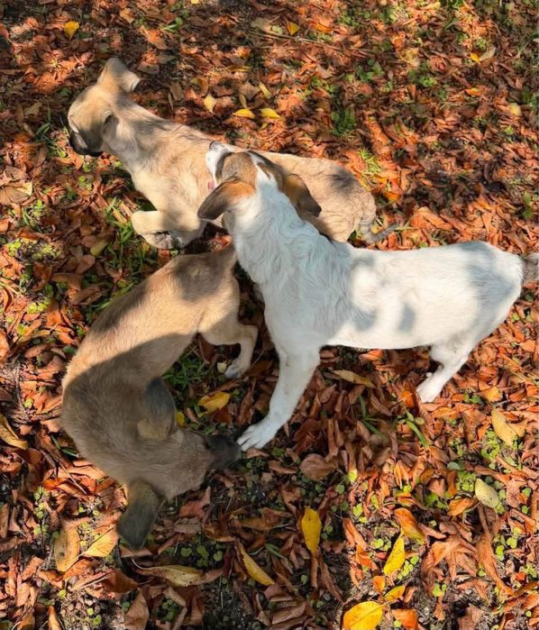 Catelușe pentru adoptie