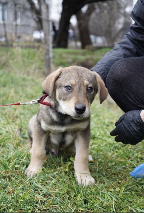 Бенджи търси своя дом!
