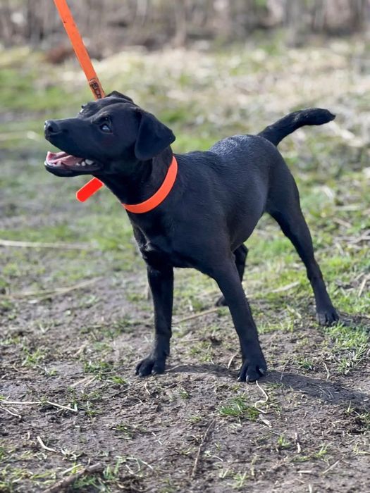 Щенки паттердейл терьера