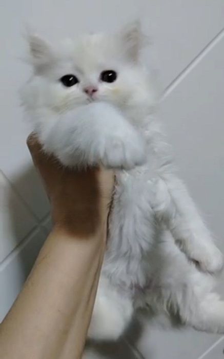 Шотландская Highland Fold