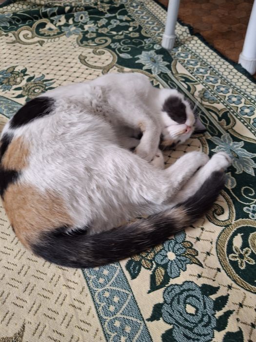 Ласковые девочки ищут дом