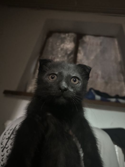 Қап қара британец