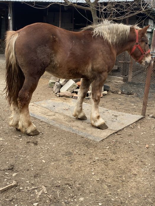 Vand manz de 2 ani la primavara