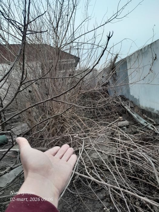 Mayda shox o‘tinlar sotiladi,  aralash qalin o‘tinlarxam bor