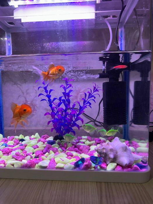 30 litr Akvarium va baliqlar
