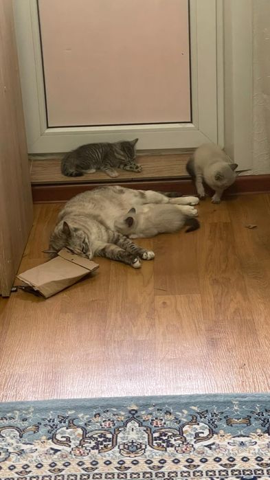 Отдаю котят в добрые руки