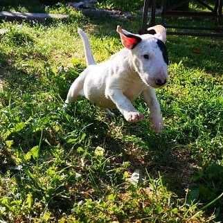 Bull hot sale terrier olx