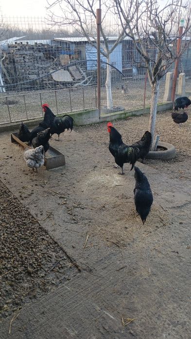 Oua incubat australorp