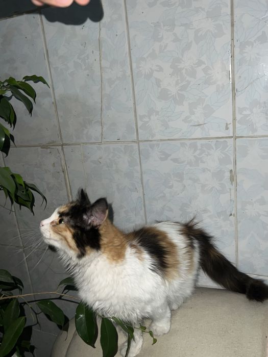 Симпатичная кошечка подросток