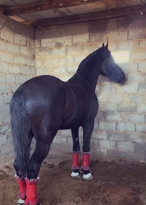 Продаётся лошадь