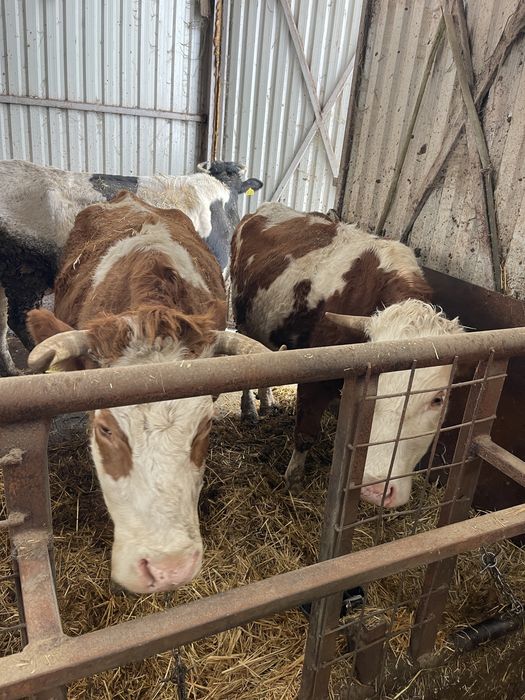 Vand 2 vaci tinere de lapte pentru pretentiosi