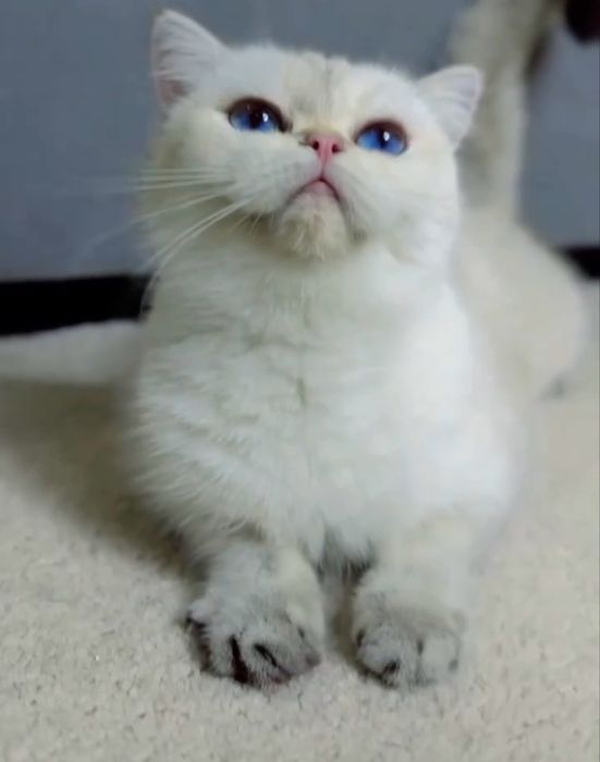 Продается привозная девочка родословными документами