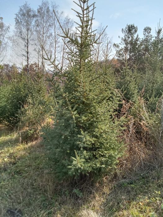 Ели таньшанские, европейские