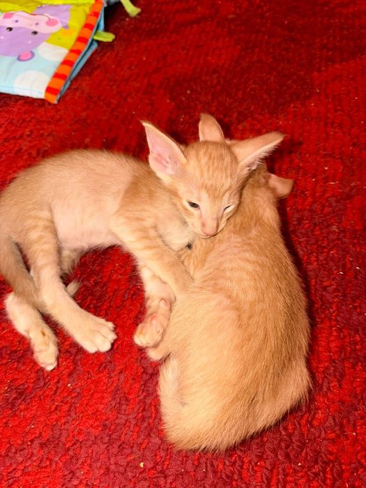 Ориентальные котчта