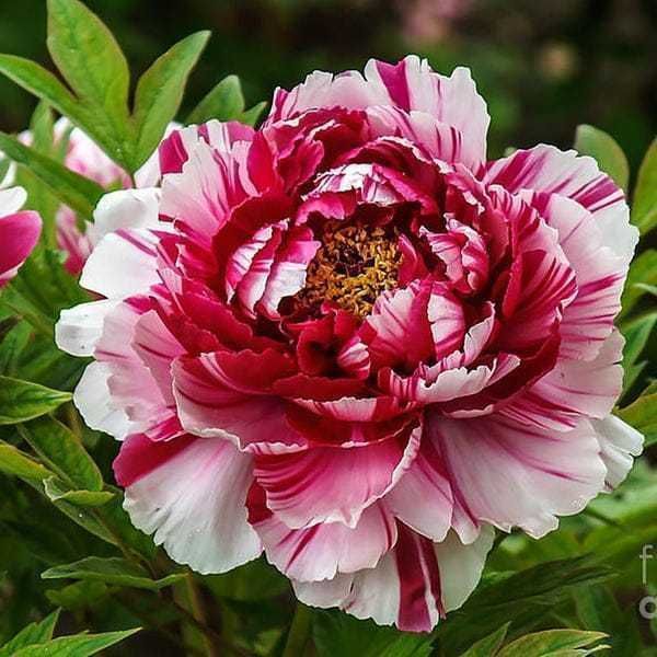 Rizomi (Bulbi) de Bujori giganti Eden's Perfume pt plantat f parfumați, fluorescenta bogata  nuante Roz, Alb, Rosu, Portocaliu  Galben, Mov Roz cu alb