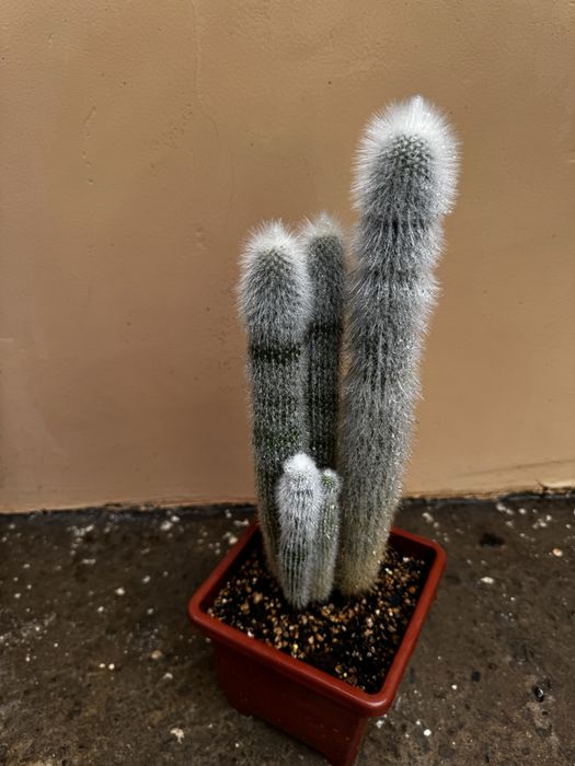 Кактус Cleistocactus strausii