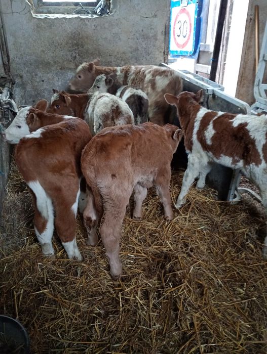 Vând 6 viței 1-4 săptămâni